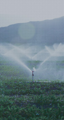 ũ
